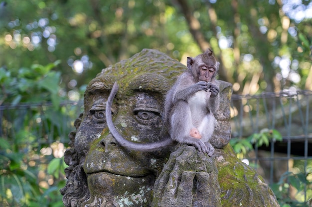 Retrato de um macaco sentado em uma escultura de pedra de um macaco na floresta sagrada de macacos em Ubud, ilha de Bali, na Indonésia. Fechar-se