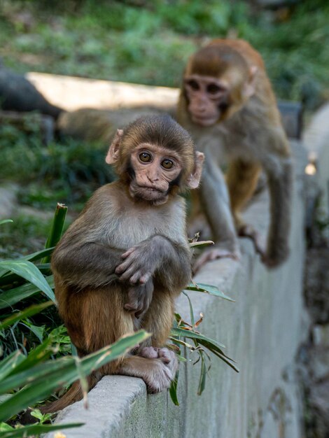 Foto retrato de um macaco sentado em uma planta