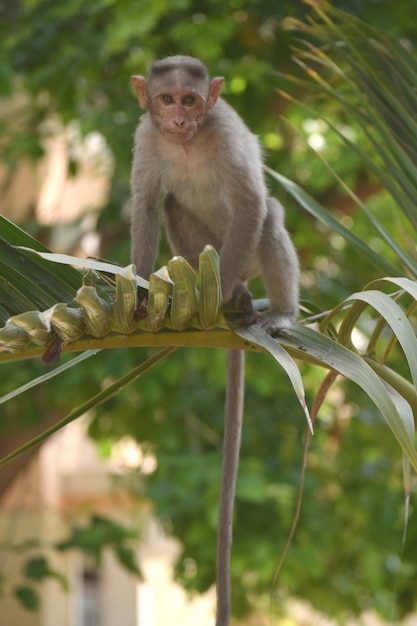 Foto retrato de um macaco sentado numa árvore.