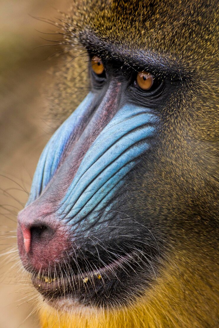 Foto retrato de um macaco