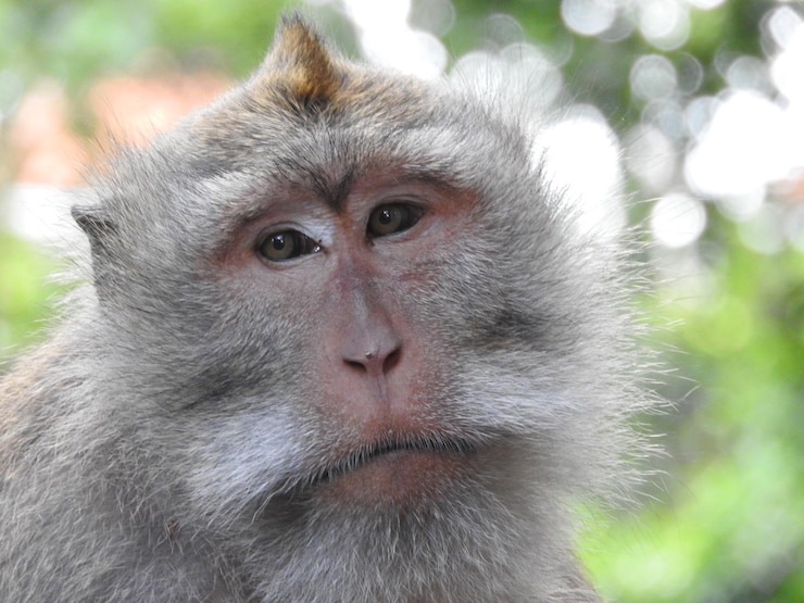 Foto retrato de um macaco