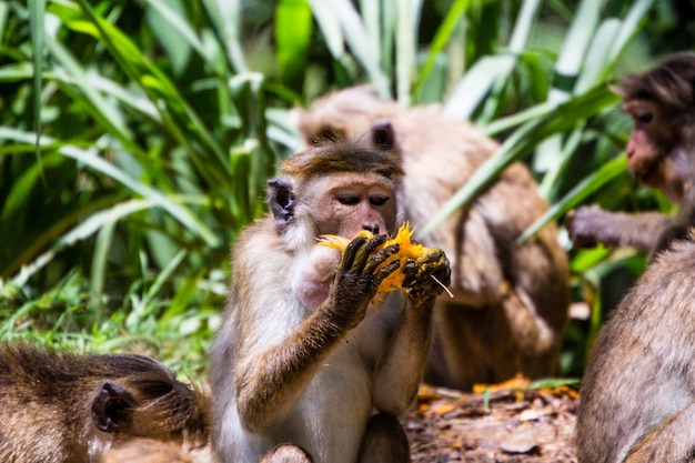 Foto retrato de um macaco