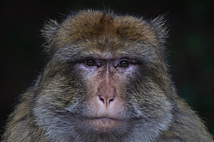 Foto retrato de um macaco