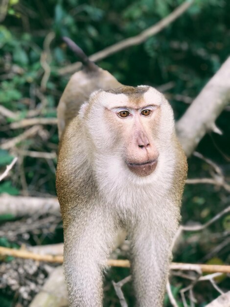 Foto retrato de um macaco