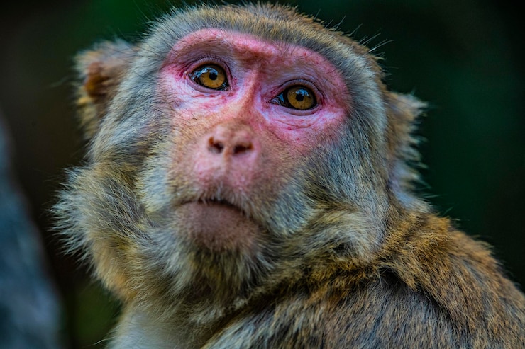 Foto retrato de um macaco