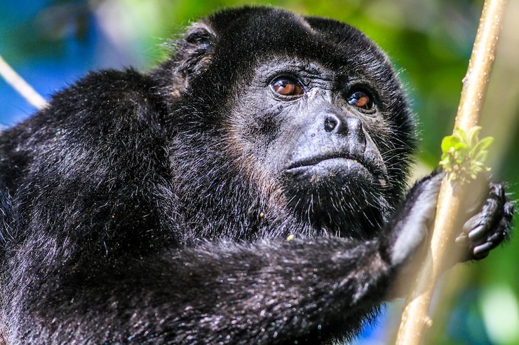 Foto retrato de um macaco