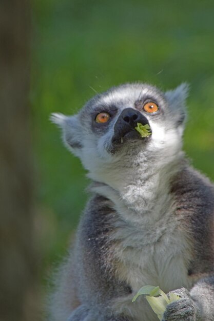 Foto retrato de um macaco