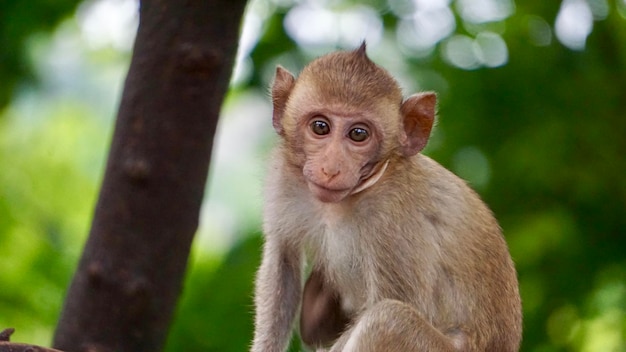 Foto retrato de um macaco