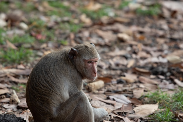 Retrato de um macaco