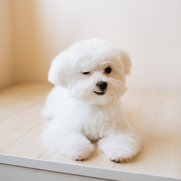 Retrato de um maltês fofo branco de pêlo comprido. O cachorrinho tem 4 meses de idade na foto