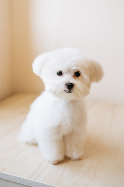 Foto retrato de um maltês fofo branco de pêlo comprido. o cachorrinho tem 4 meses de idade na foto