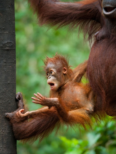 Retrato de um orangotango bebê. Fechar-se. Indonésia. A ilha de Kalimantan (Bornéu).