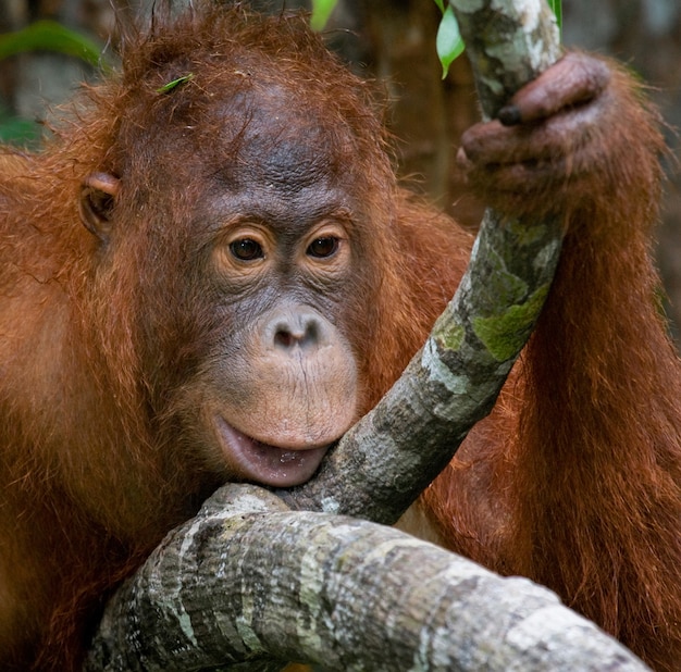 Retrato de um orangotango masculino. Fechar-se. Indonésia. A ilha de Kalimantan (Bornéu).