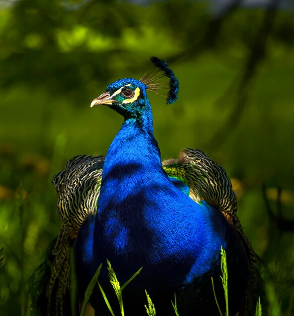 Retrato de um orgulhoso e belo pavão à luz do sol durante o dia