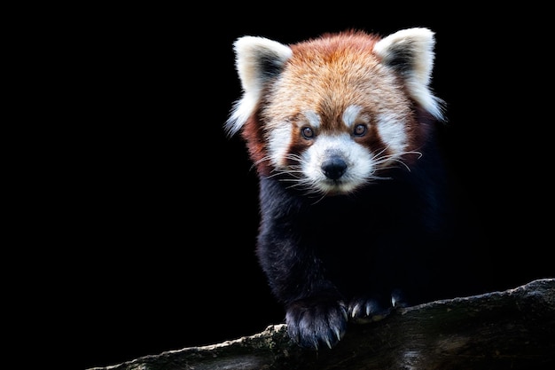 Foto retrato de um panda vermelho ailurus fulgens isolado em fundo preto
