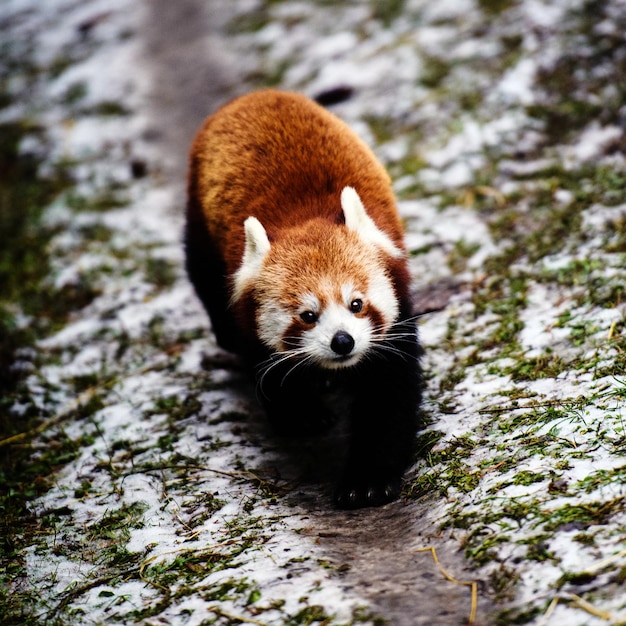 Retrato de um panda vermelho Ailurus fulgens