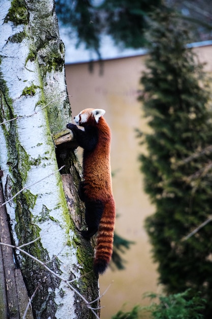 Retrato de um panda vermelho Ailurus fulgens