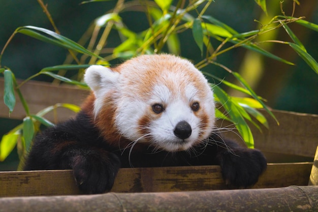 Retrato de um panda vermelho em uma reserva natural