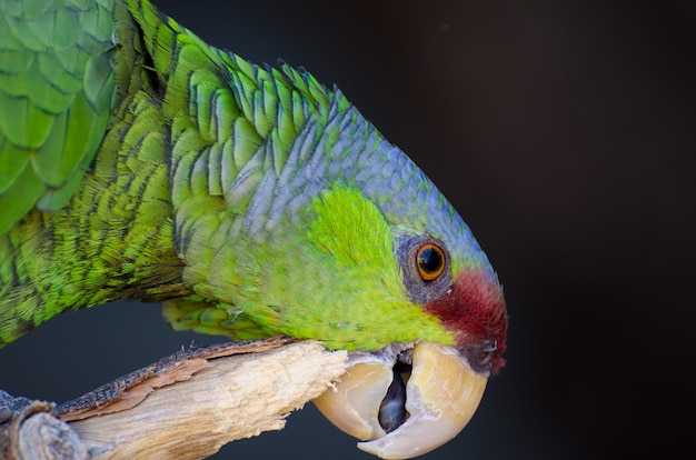 Retrato de um papagaio da amazônia coroado de lilás