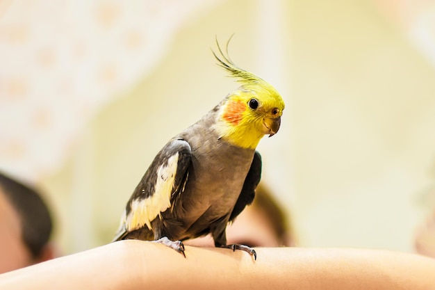 Retrato de um papagaio fofo fechado O papagaio corella fica na mão de seu dono foco seletivo