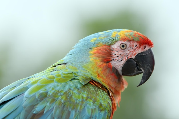 Retrato de um pássaro arara-papagaio com suas belas e coloridas penas