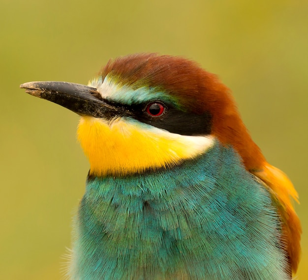 Foto retrato de um pássaro colorido