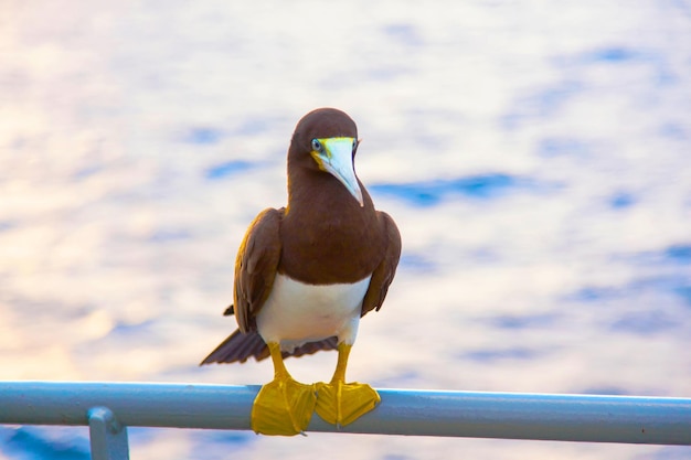 Foto retrato de um pássaro marrom sula leucogaster sentado em um navio no oceano em close-up