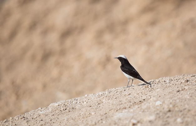 Retrato de um pássaro no deserto de Israel