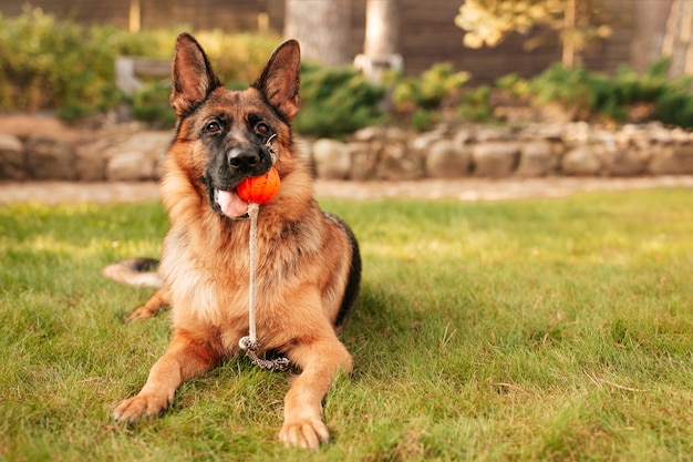 Retrato de um pastor alemão com uma bola laranja na boca deitada na grama. cão de raça pura no parque outono.