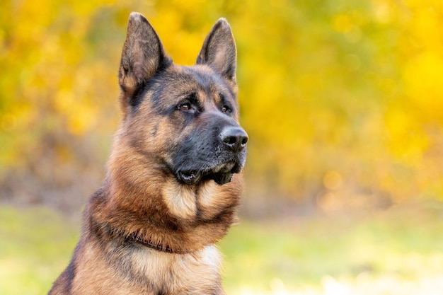 Retrato de um pastor alemão em um fundo desfocado. Pastor alemão de raça de cachorro grande sério