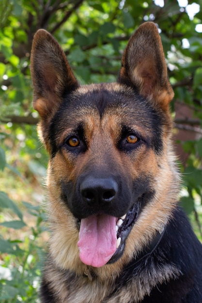 Retrato de um pastor alemão em um parque. Cão de raça pura.