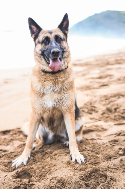 Retrato de um pastor alemão sentado na praia