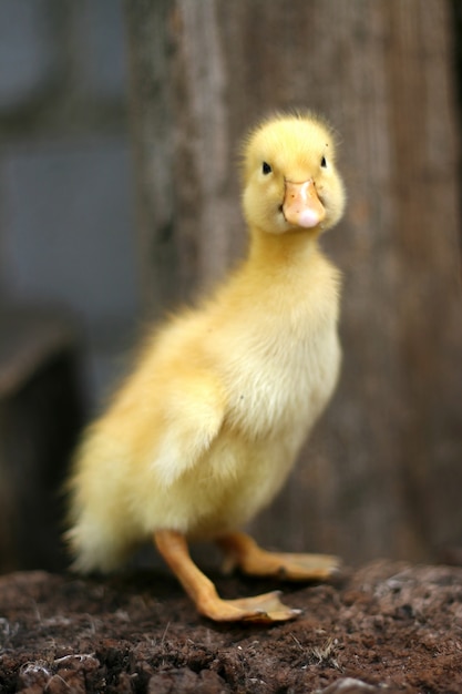 Retrato de um patinho amarelo bonito. Pássaro doméstico