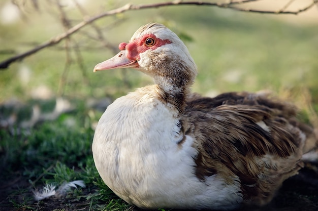 Retrato de um pato-almiscarado gordo agachado na grama verde no fundo da natureza