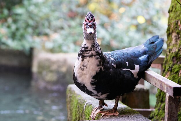 Retrato de um pato bonito