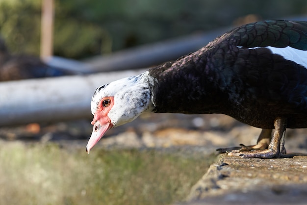 Retrato de um pato bonito