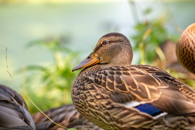 Retrato de um pato selvagem feminino sentado sobre um fundo verde em um dia ensolarado de verão.