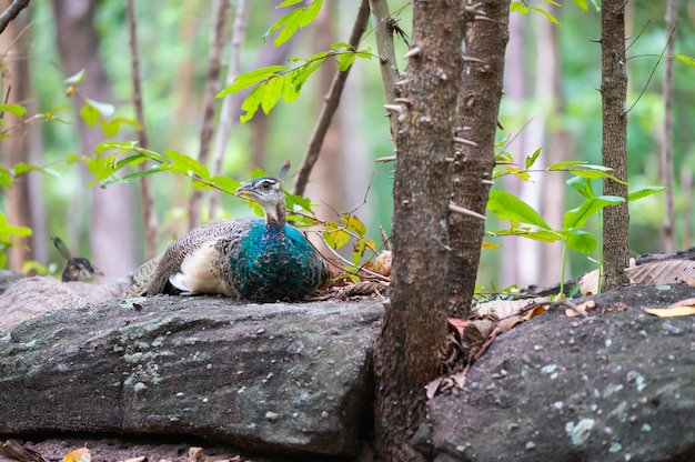 Foto retrato de um pavão bonito na natureza.