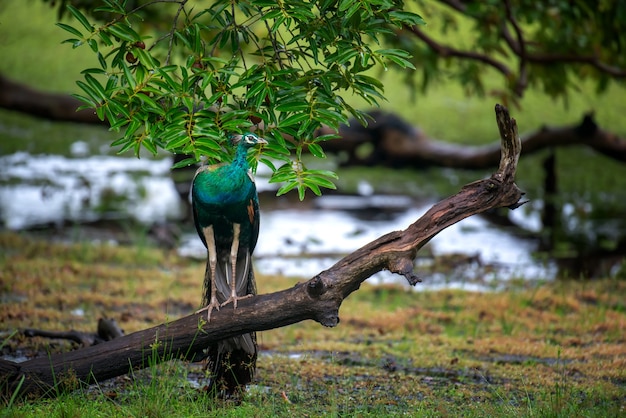 Retrato de um pavão bonito no sri lanka