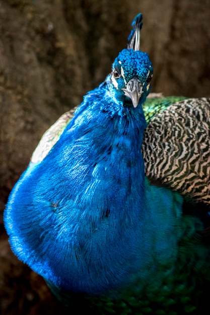 Retrato de um pavão colorido