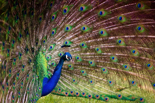 Retrato de um pavão com cauda solta.