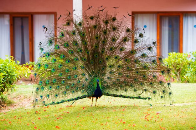 Foto retrato de um pavão com cauda solta.