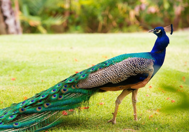 Retrato de um pavão com cauda solta.