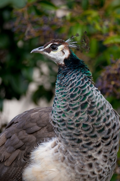 Retrato de um pavão feminino