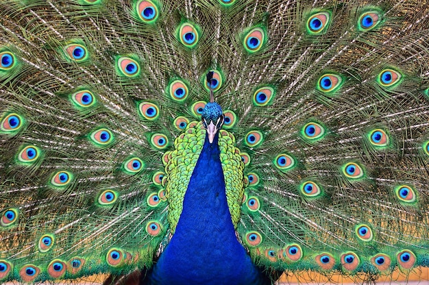 Retrato de um pavão lindo com penas para fora