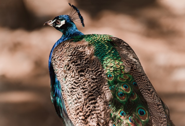 Retrato de um pavão macho bonito. peahen que anda na terra marrom em um jardim zoológico.