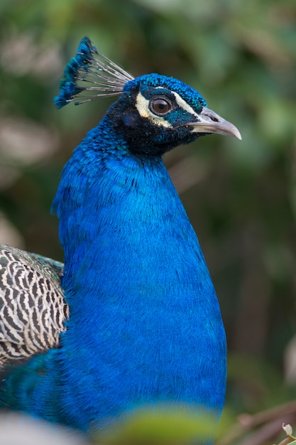 Retrato de um pavão macho