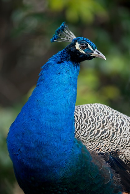 Foto retrato de um pavão macho