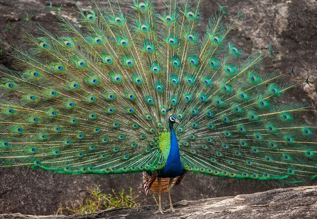 Retrato de um pavão no fundo de sua cauda