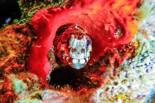 Foto retrato de um peixe fofo blenny, close-up